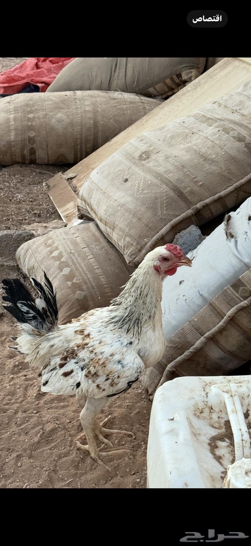 بيع أربع ديكة64383386500865112