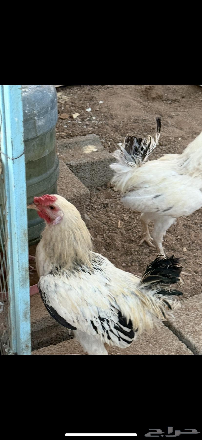 بيع أربع ديكة64383386500865111