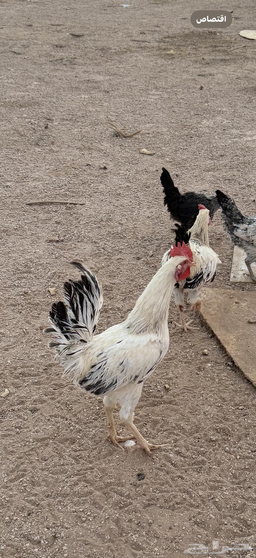 بيع أربع ديكة64383386500865114