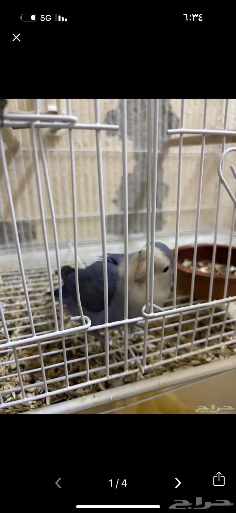 جوز روز البينو وفايلوت64166134798210113