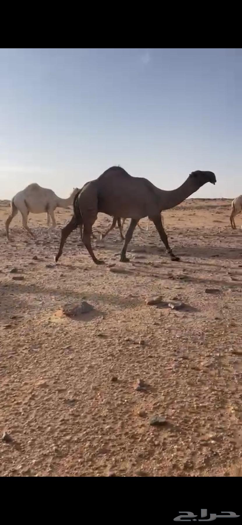 قعود كفو رماني63619152927873111
