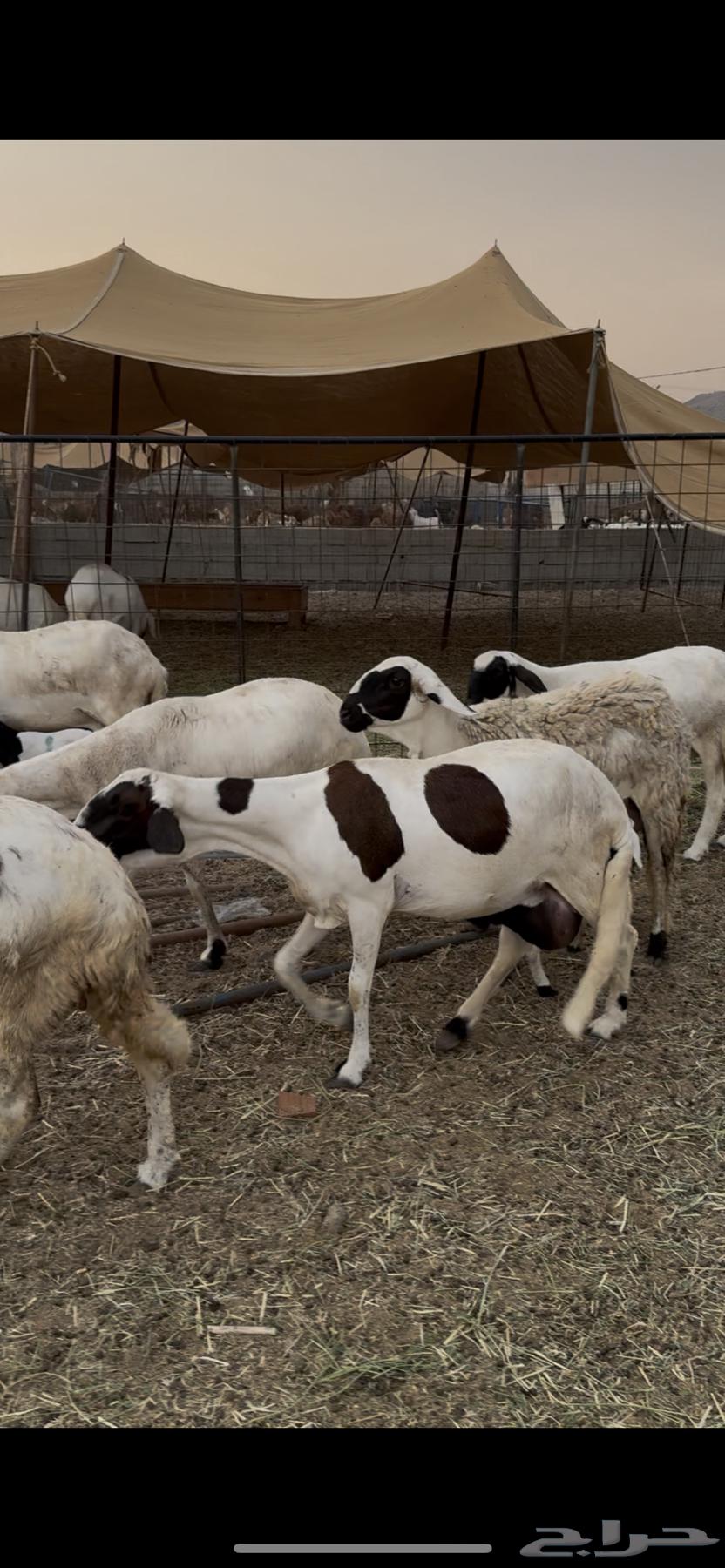 Sukkari sheep64147153609473112