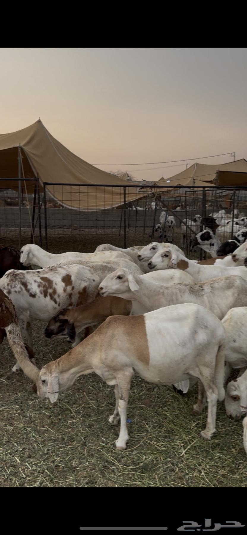 Sukkari sheep64147153609473111