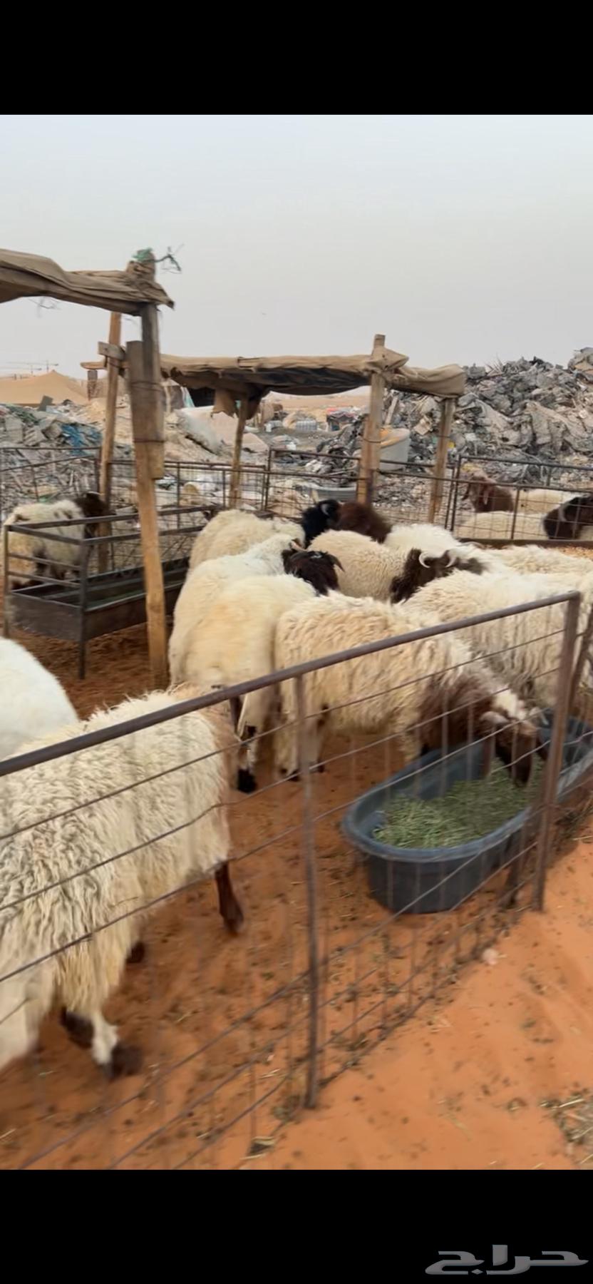 Slaughtered animals with delivery64164006715393110