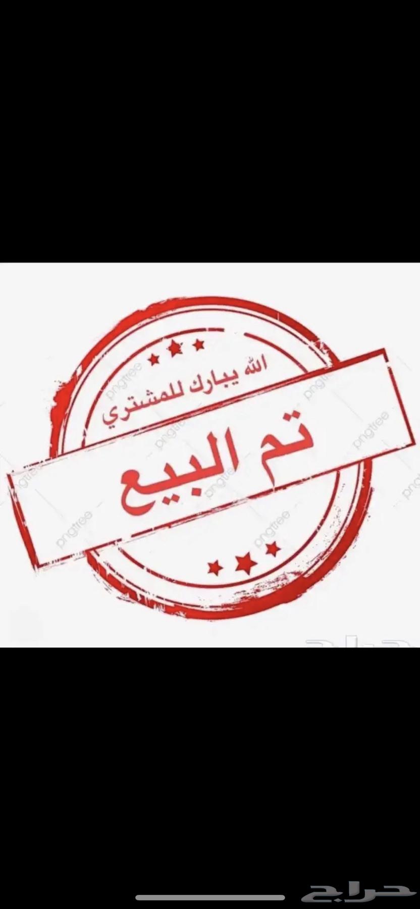 ببغاء دره هولندي دايلوت أنثى  تم_البيع63776808525186114