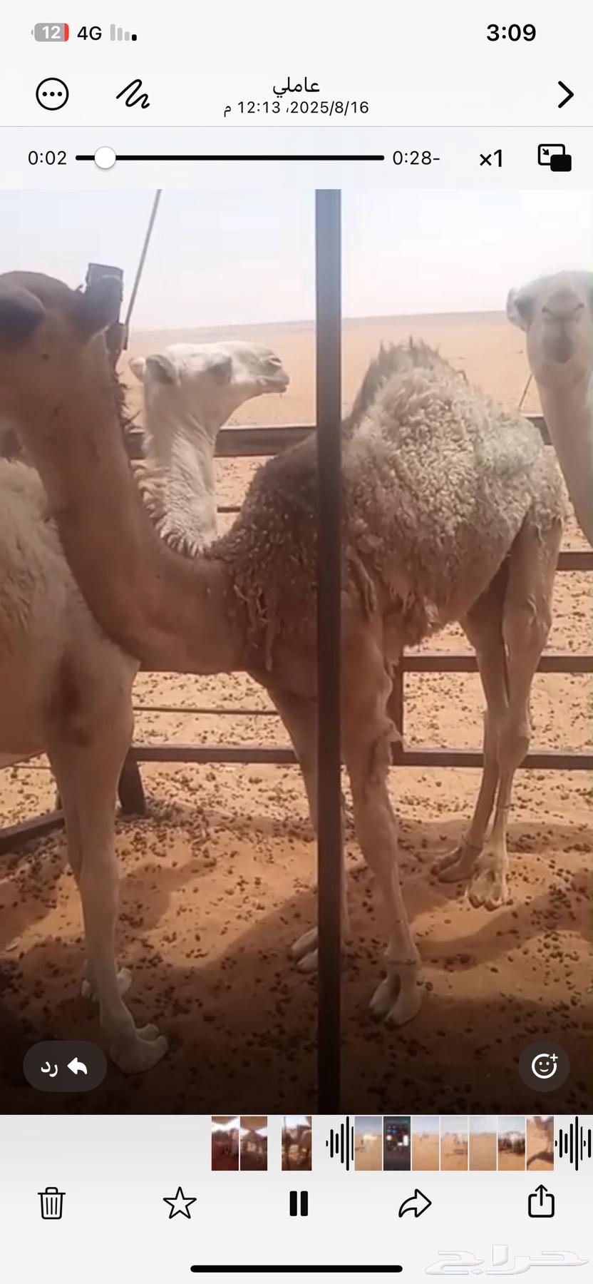 بكره للبيع عمرها حول 6 شهور وعليها زود الموقع خريص64150899254146111