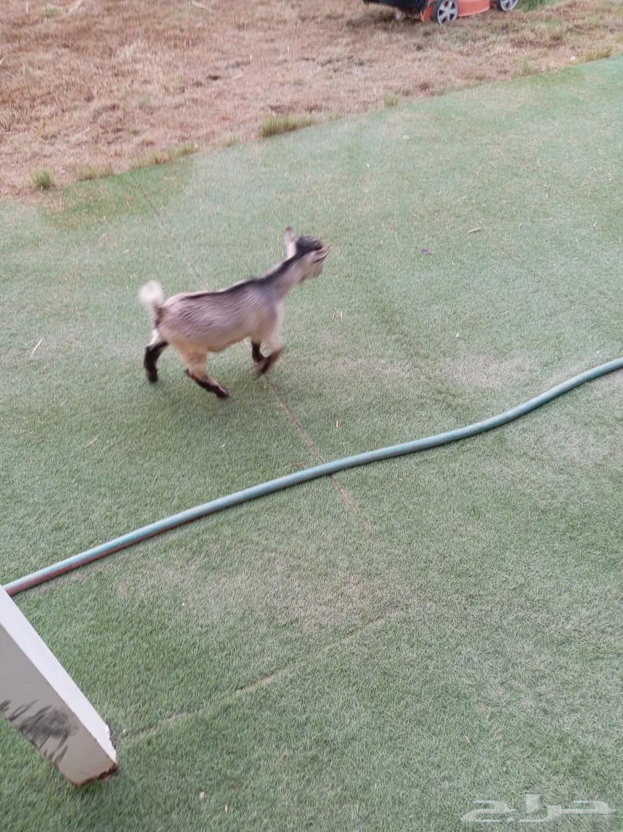 Dwarf goat, approximately 6 months old64157853739266112