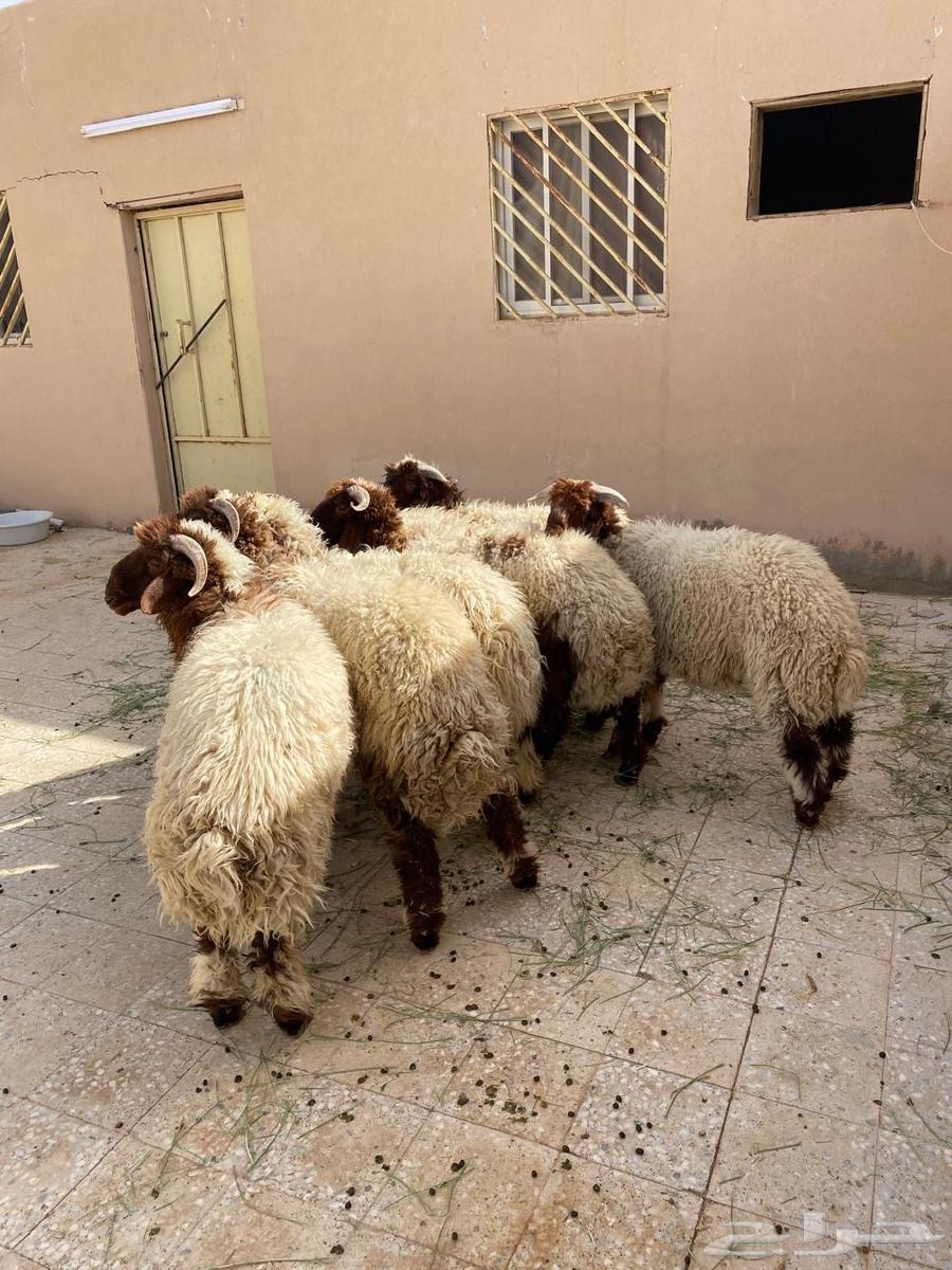 طليان نعيم للبيع64157434263938110