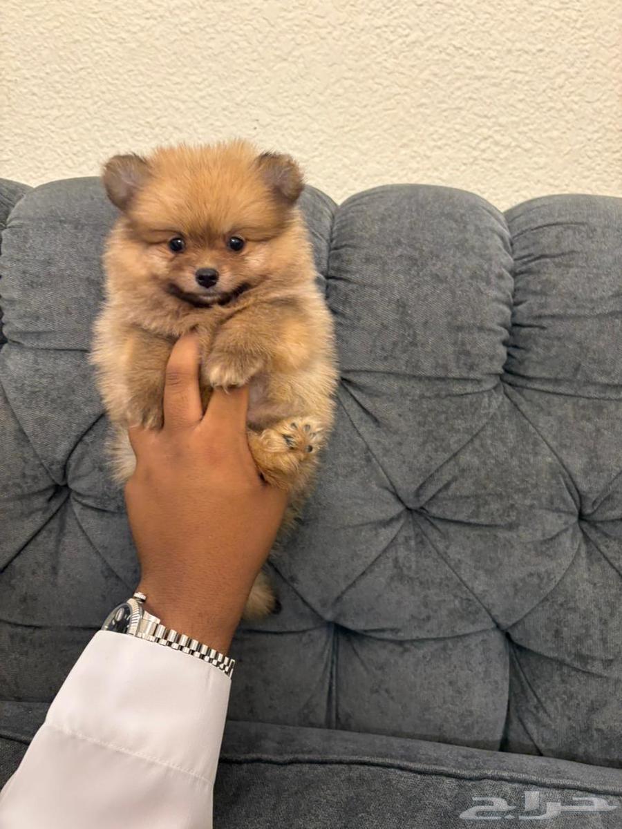 كلاب بومرنيان تي كب64173029687809114