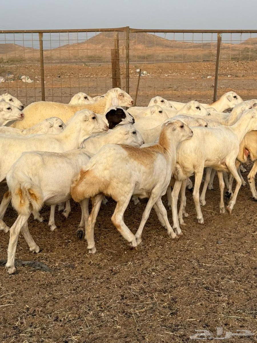 25 calves, trunk and bending, price 88064170321344258114