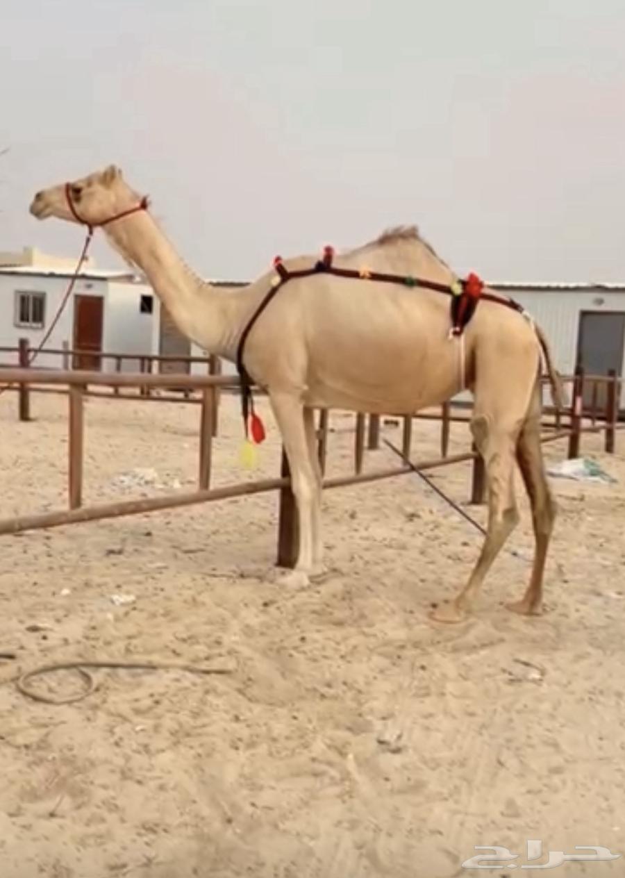 للبيع عشرا منتج سبق و روابط انتاجها موجوده64171275487873110