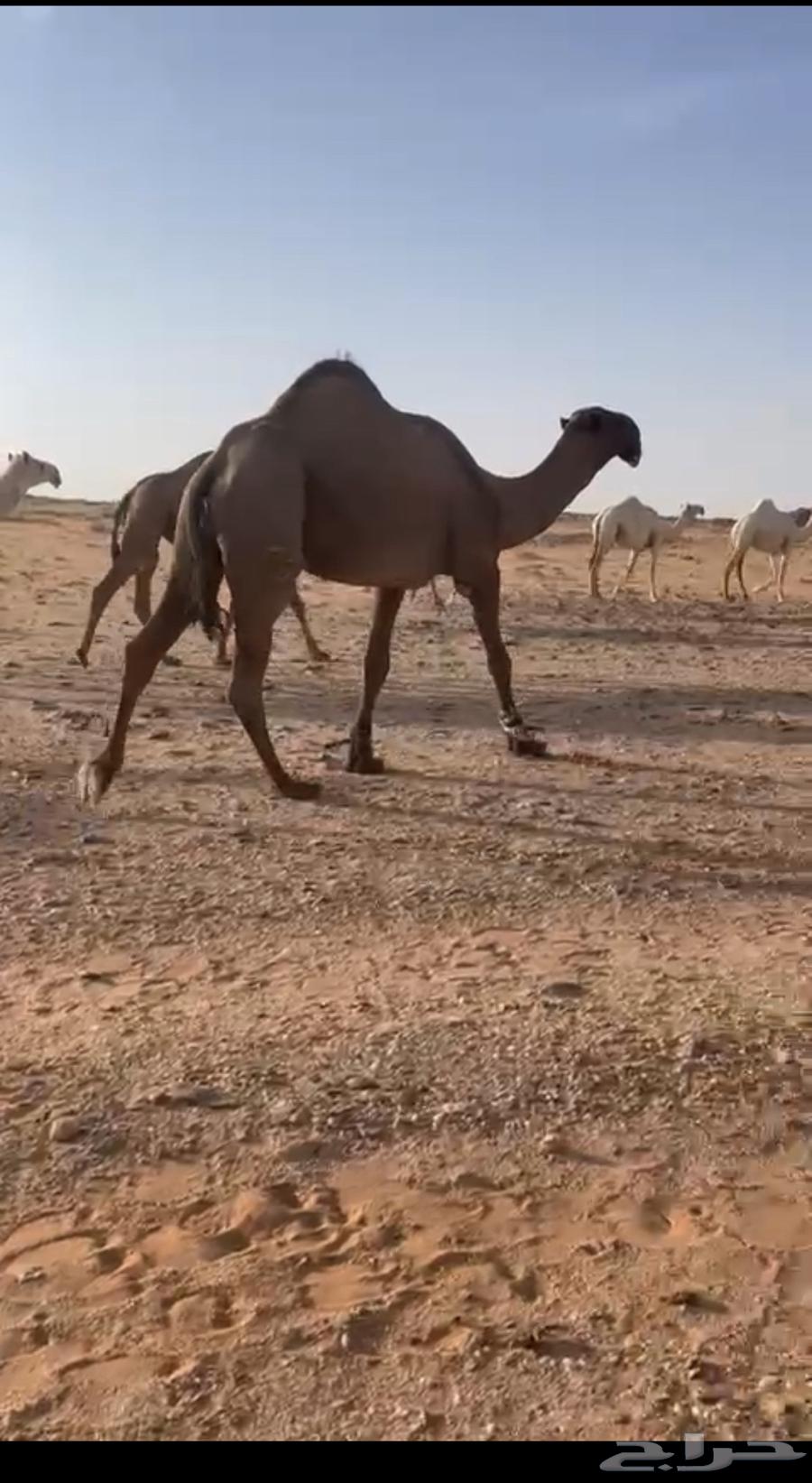 قعود كفو رماني63619152927873113