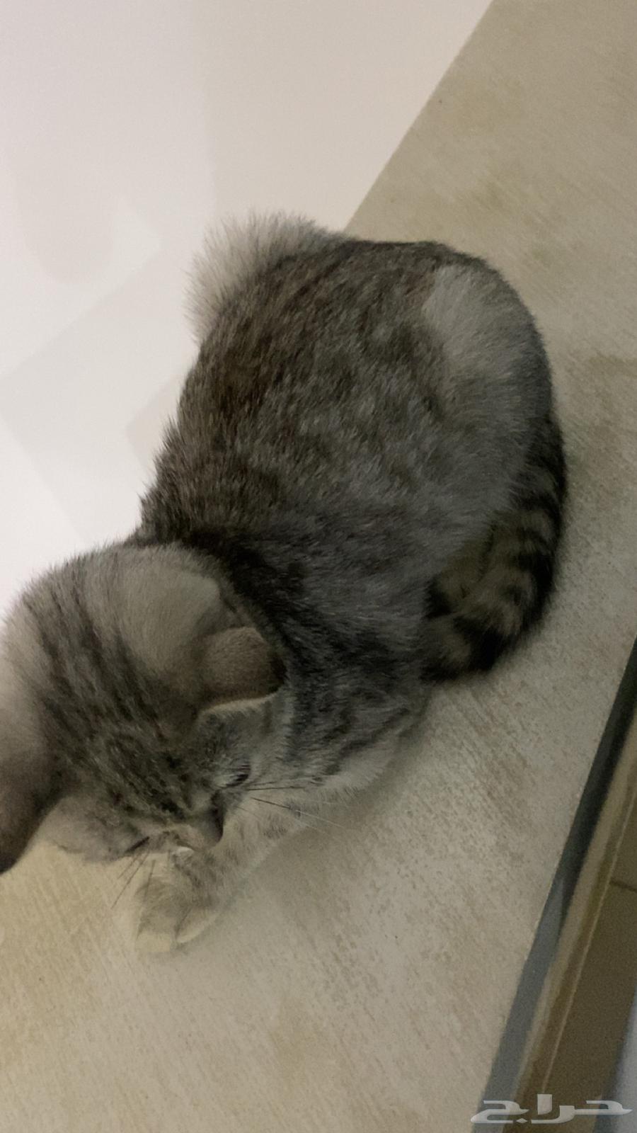 4-month-old cat64190790857219111