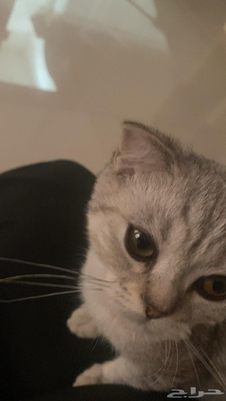 4-month-old cat64190790857219110