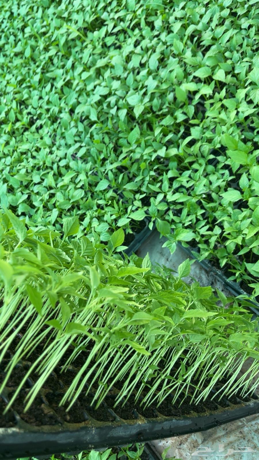 شتلات فلفل شقراء (حبحر)64190380312578110