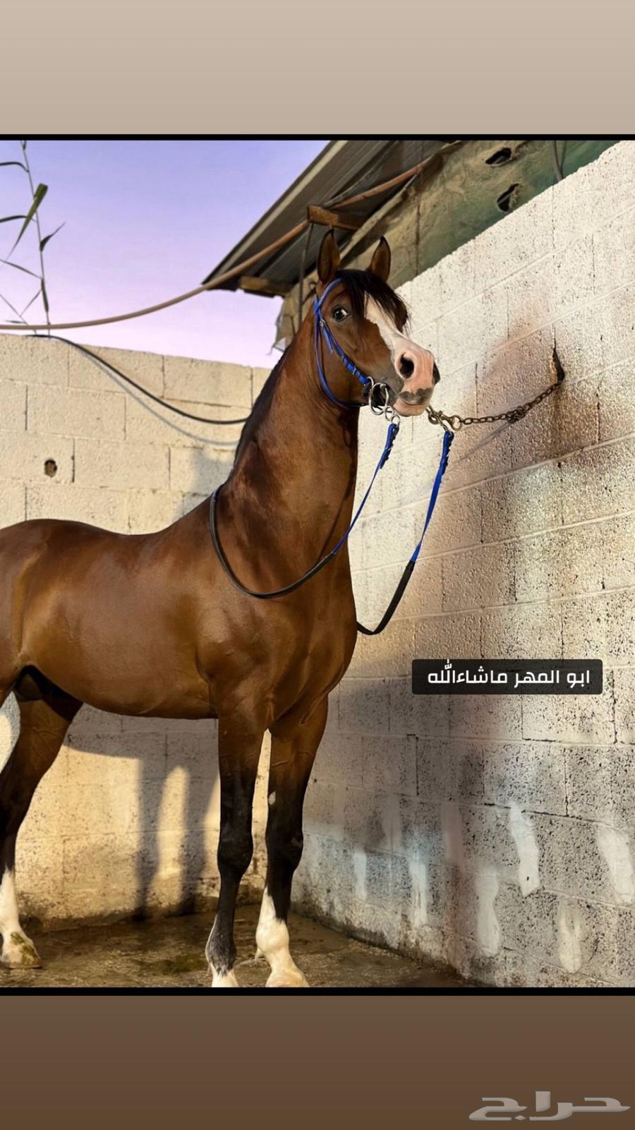 مهر شعبي64202850081027110