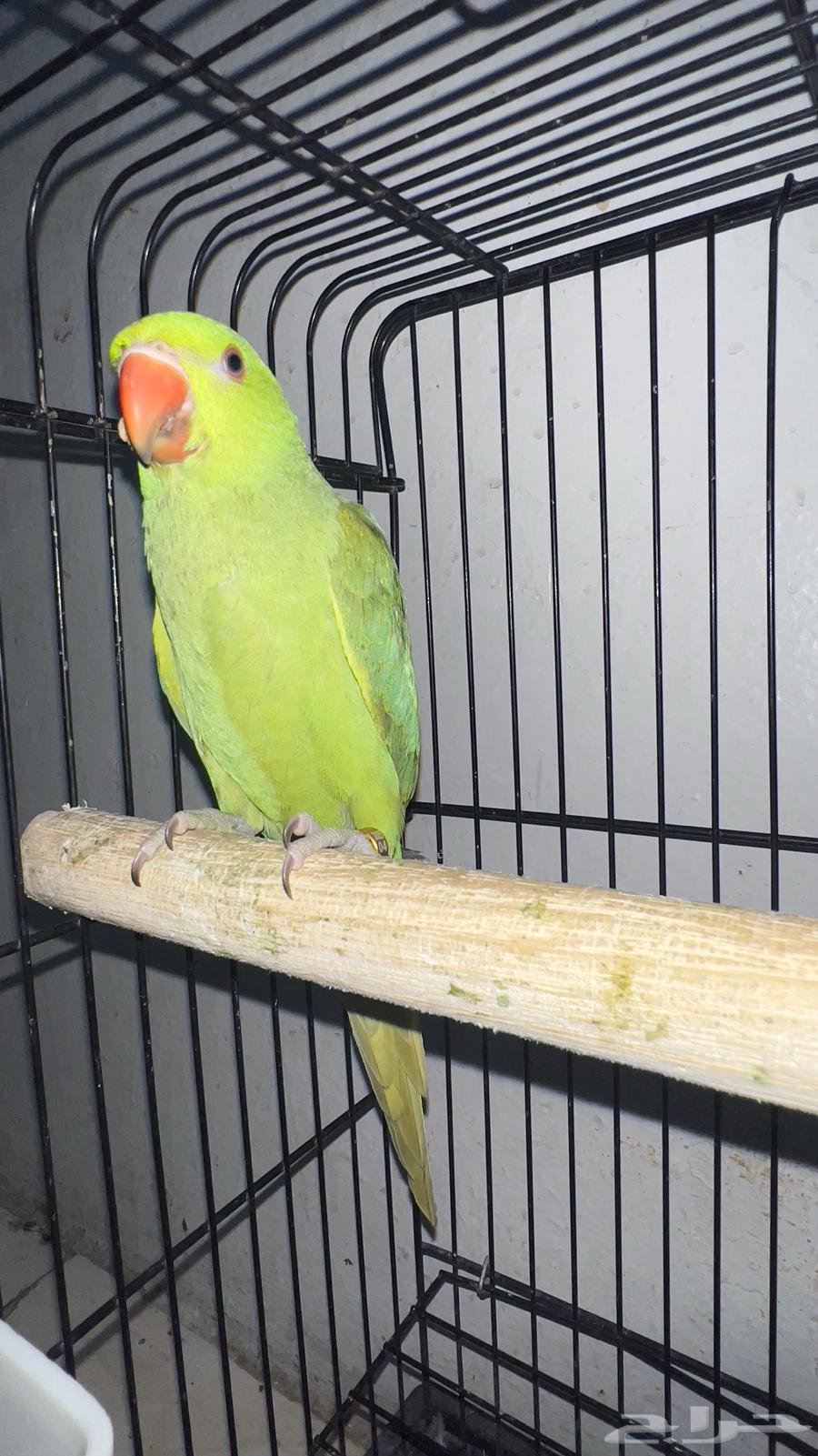 تم البيع ذكر دره64199672228994110