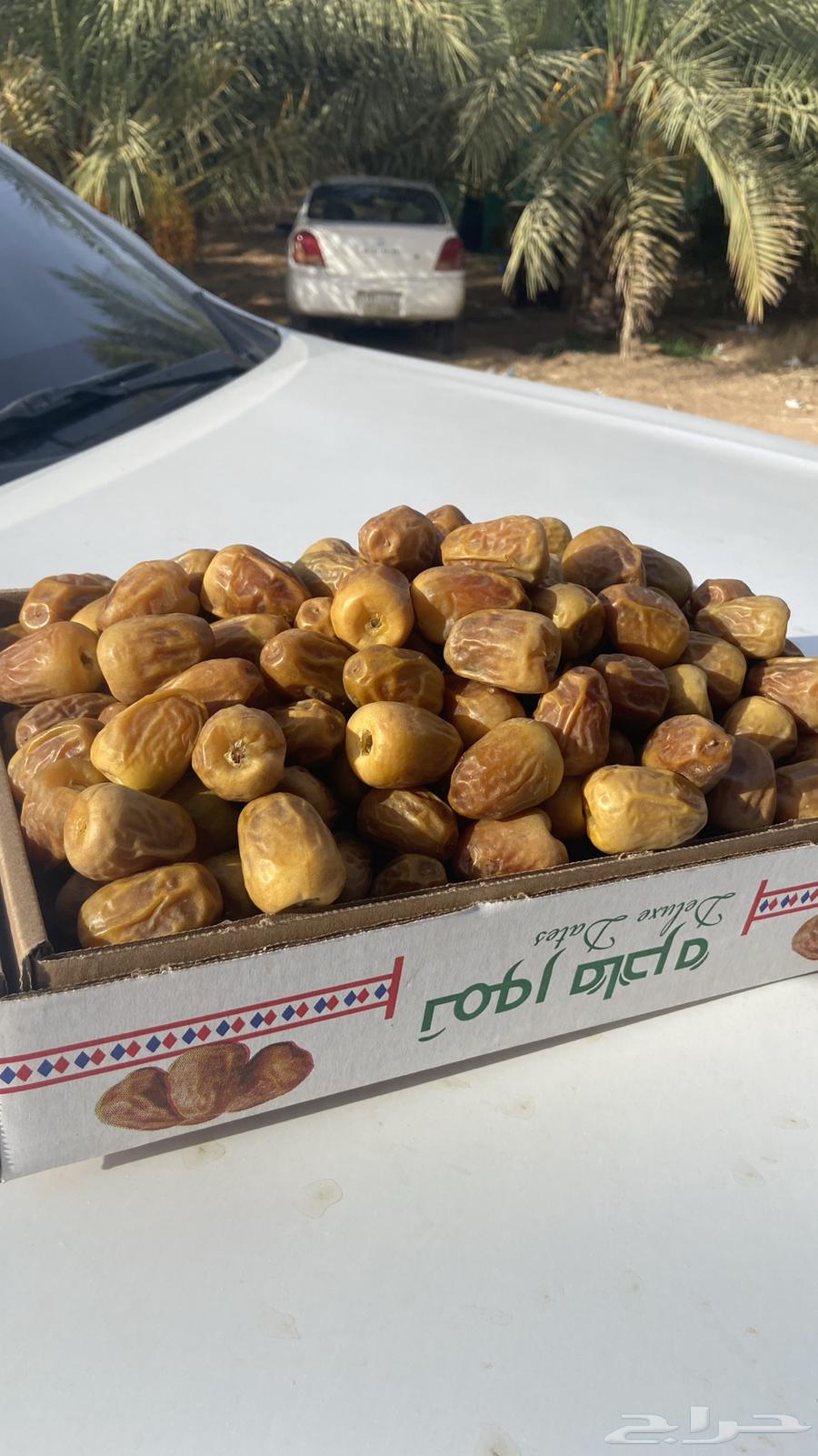 Premium Sukkari Mutafel Dates64185272883075111