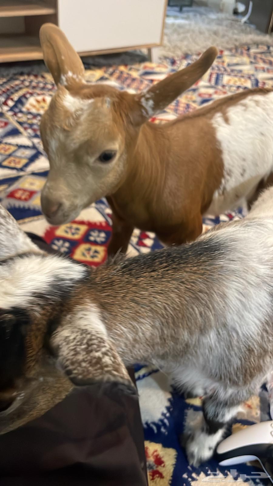 Goats born in Al-Amr month64196018297987111