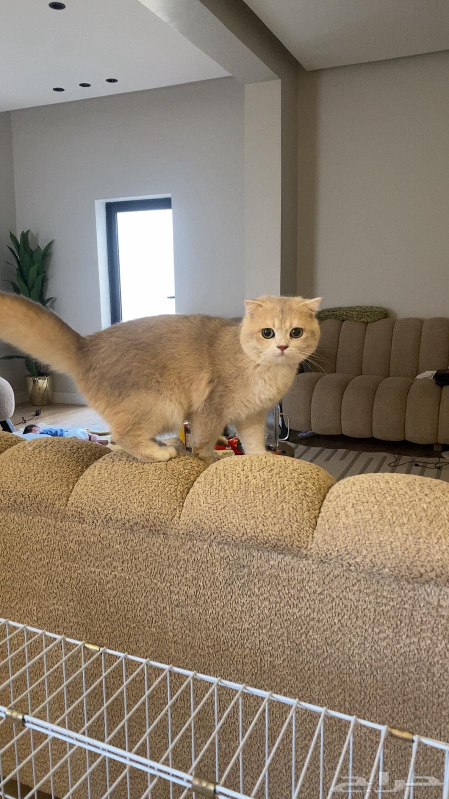 Available Rare Imported Male Scottish Fold Ay12 Strong Color and High Quality64181945543811110