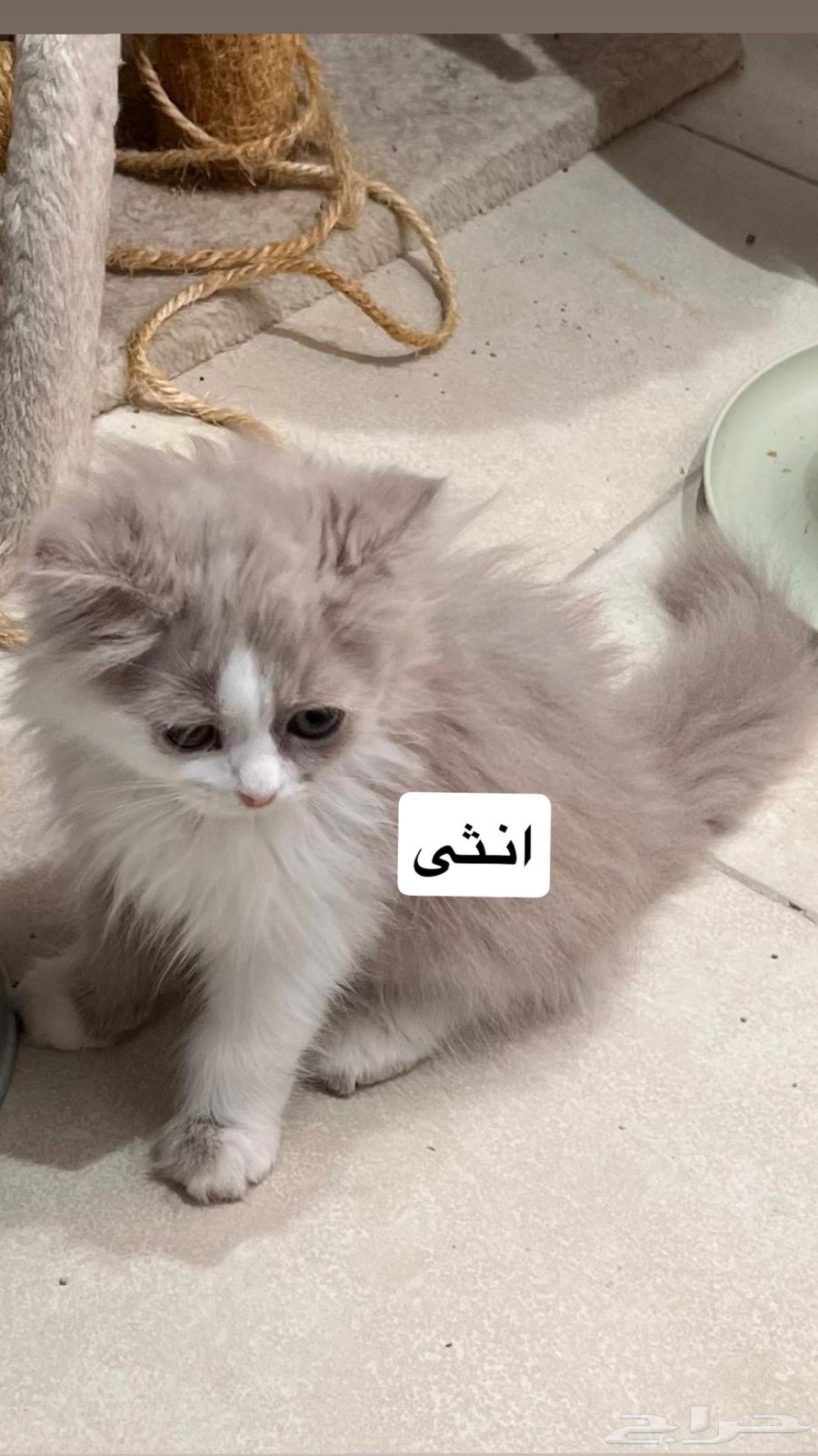 قطط كيتن للبيع64203027529217112