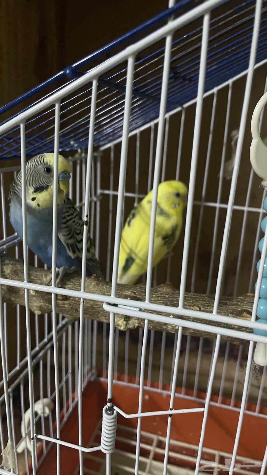 طيور بادجي للبيع64180609795459110