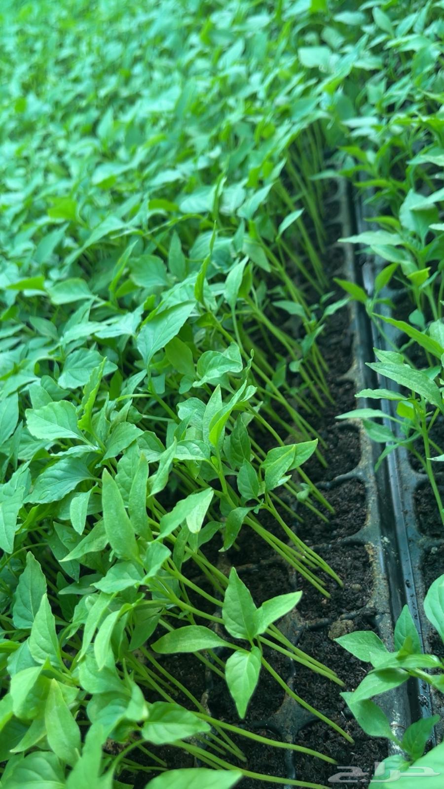 شتلات فلفل شقراء (حبحر)64190380312578111