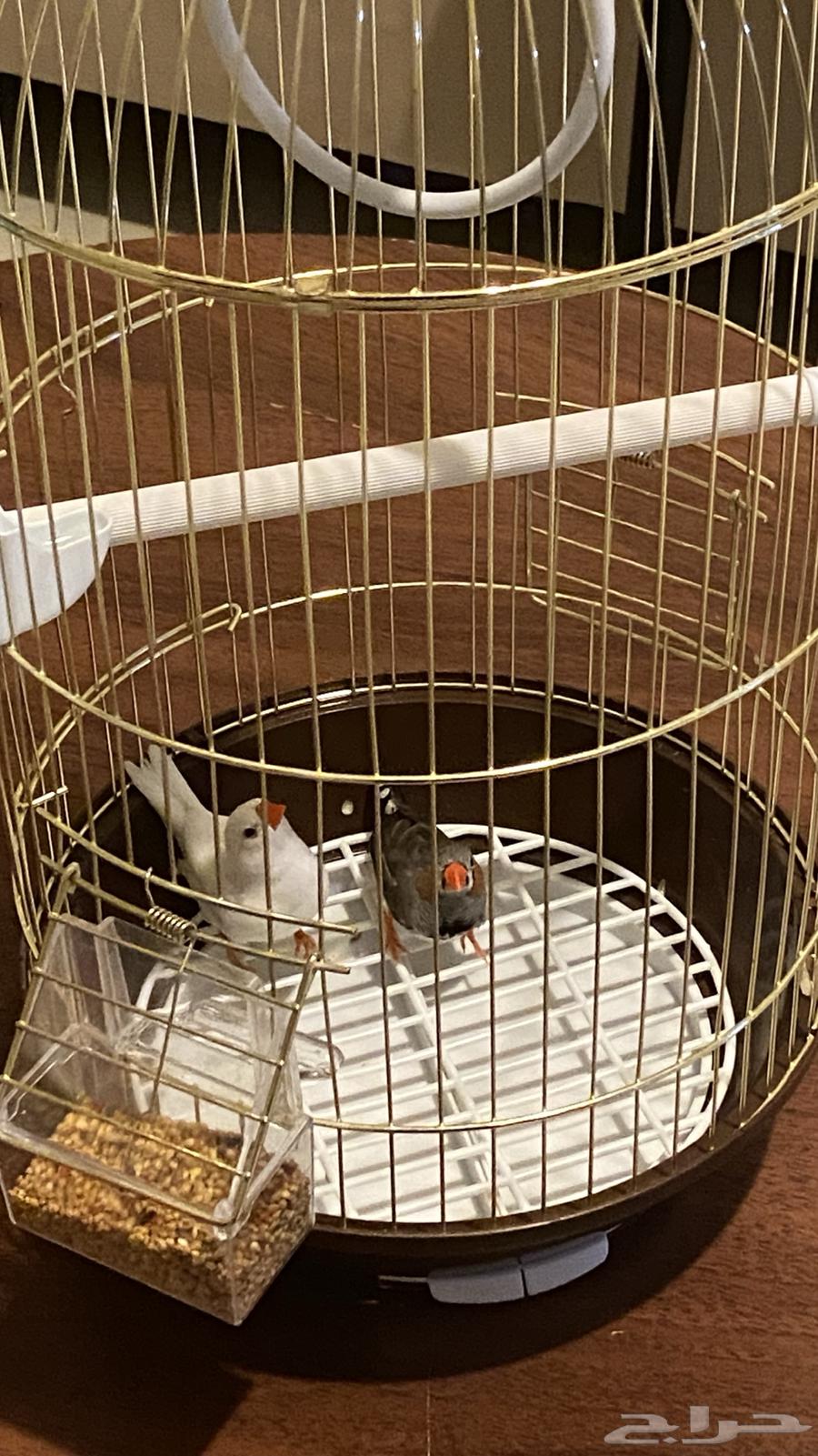 عصافير للبيع64183358781571111