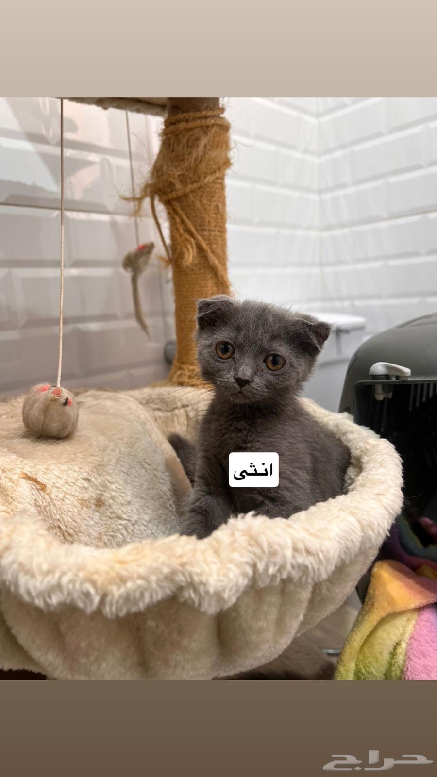قطط كيتن للبيع64203027529217111