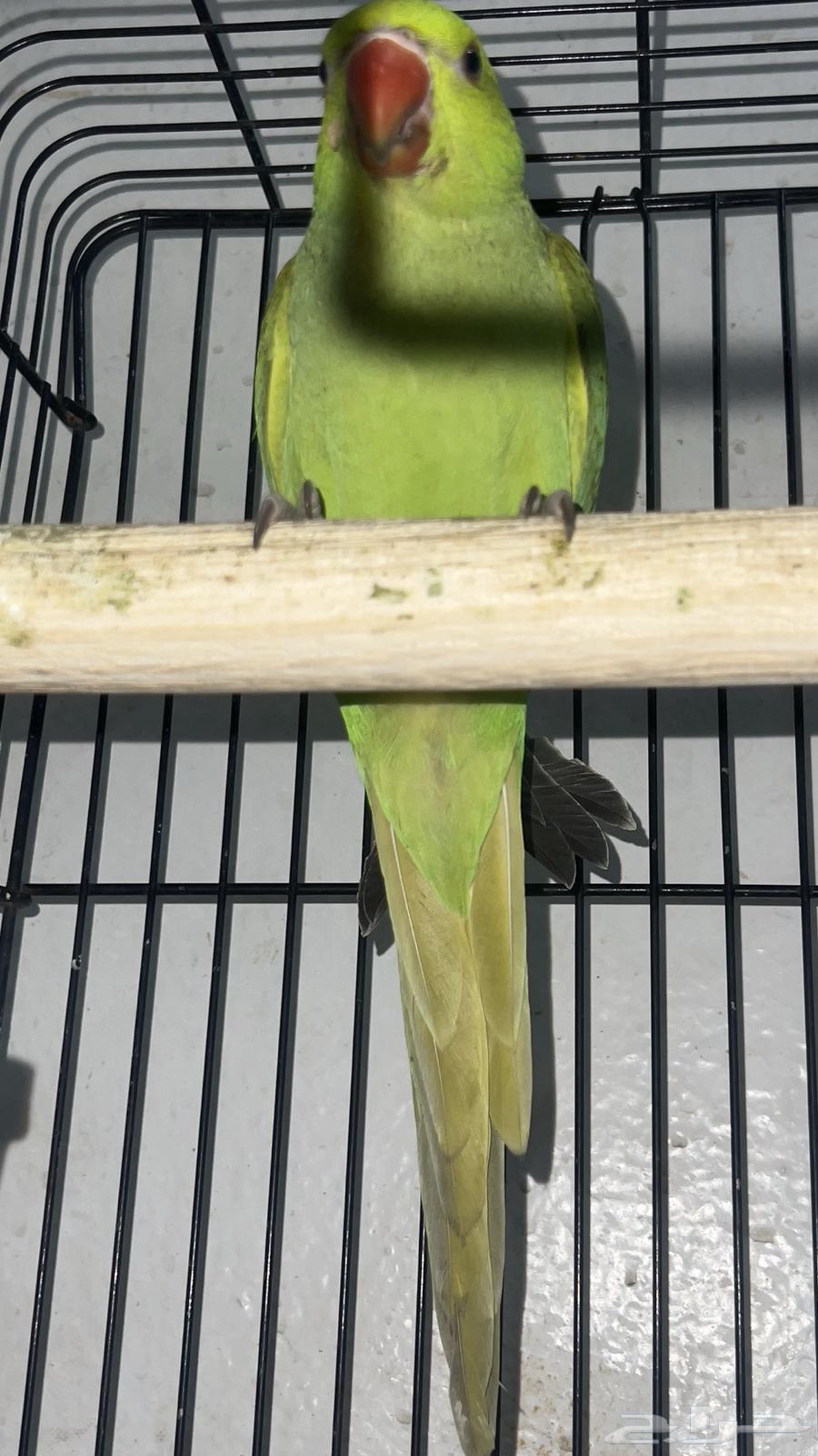 تم البيع ذكر دره64199672228994113