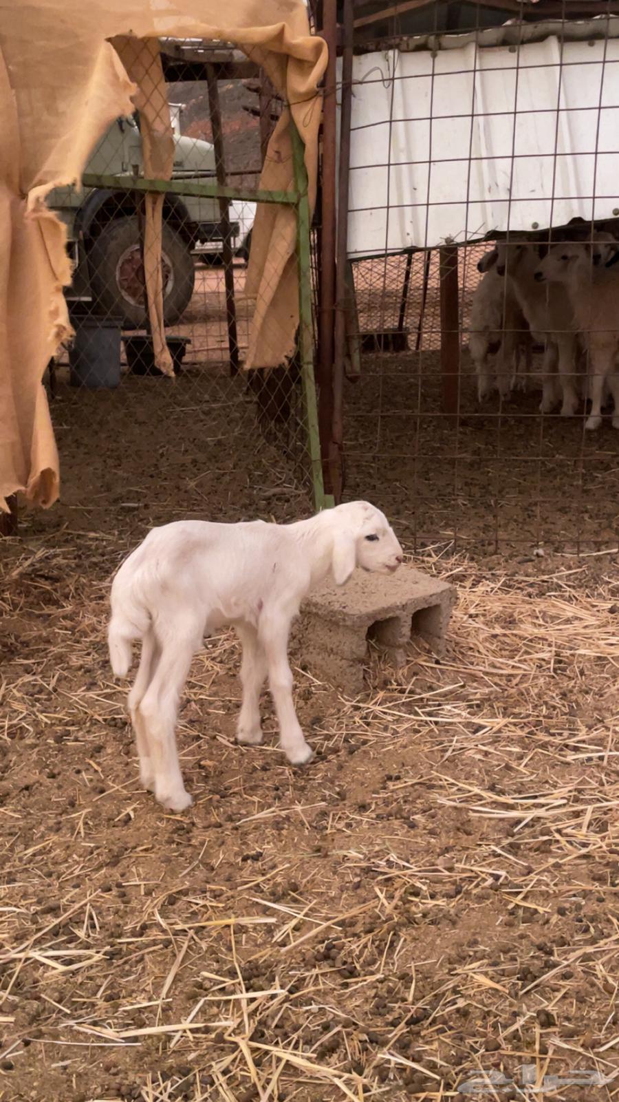 داغور للبيع64185074244610111