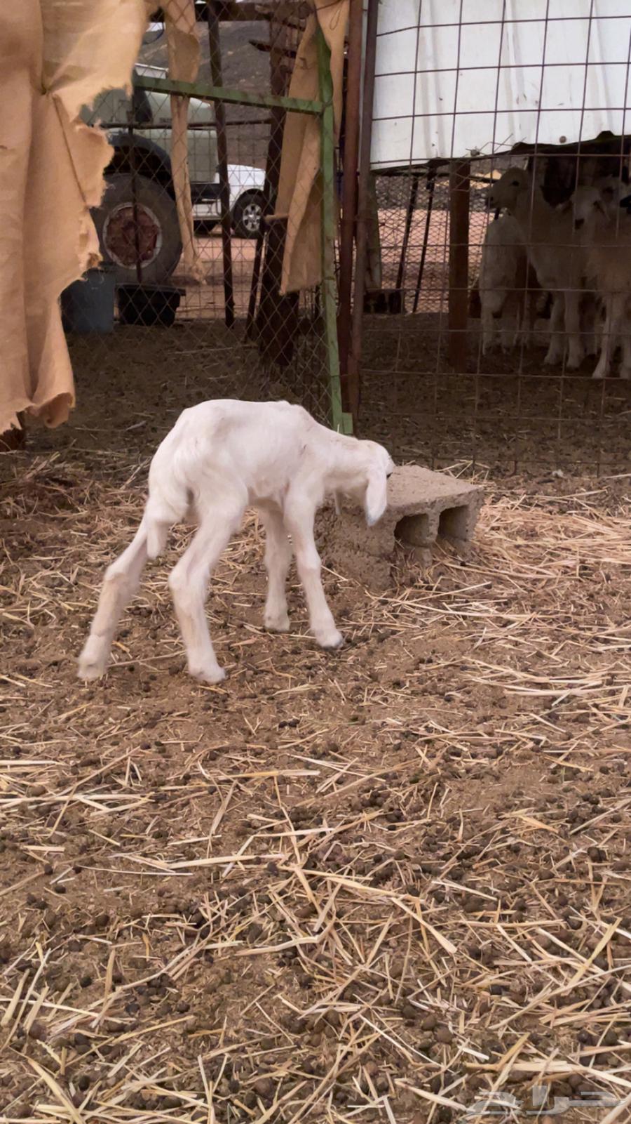 داغور للبيع64185074244610112