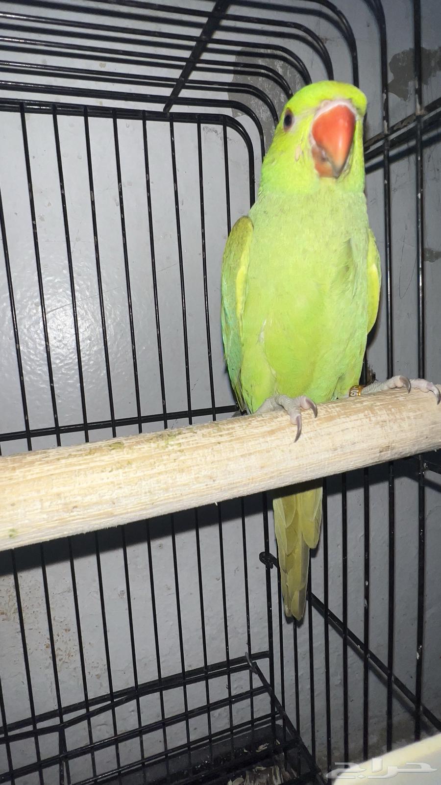 تم البيع ذكر دره64199672228994111