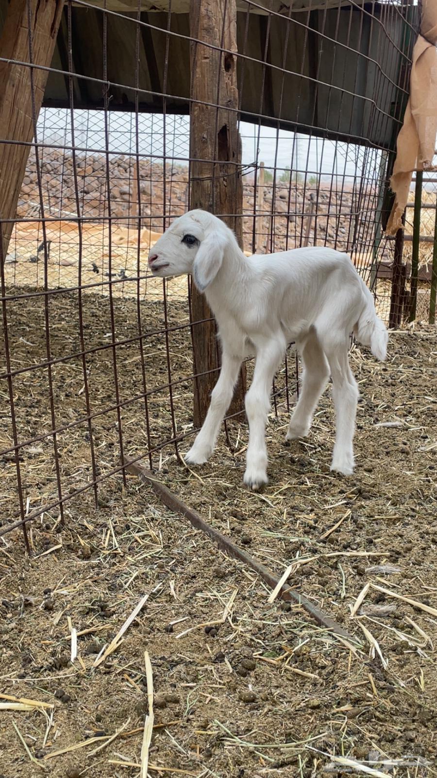 داغور للبيع64185074244610110