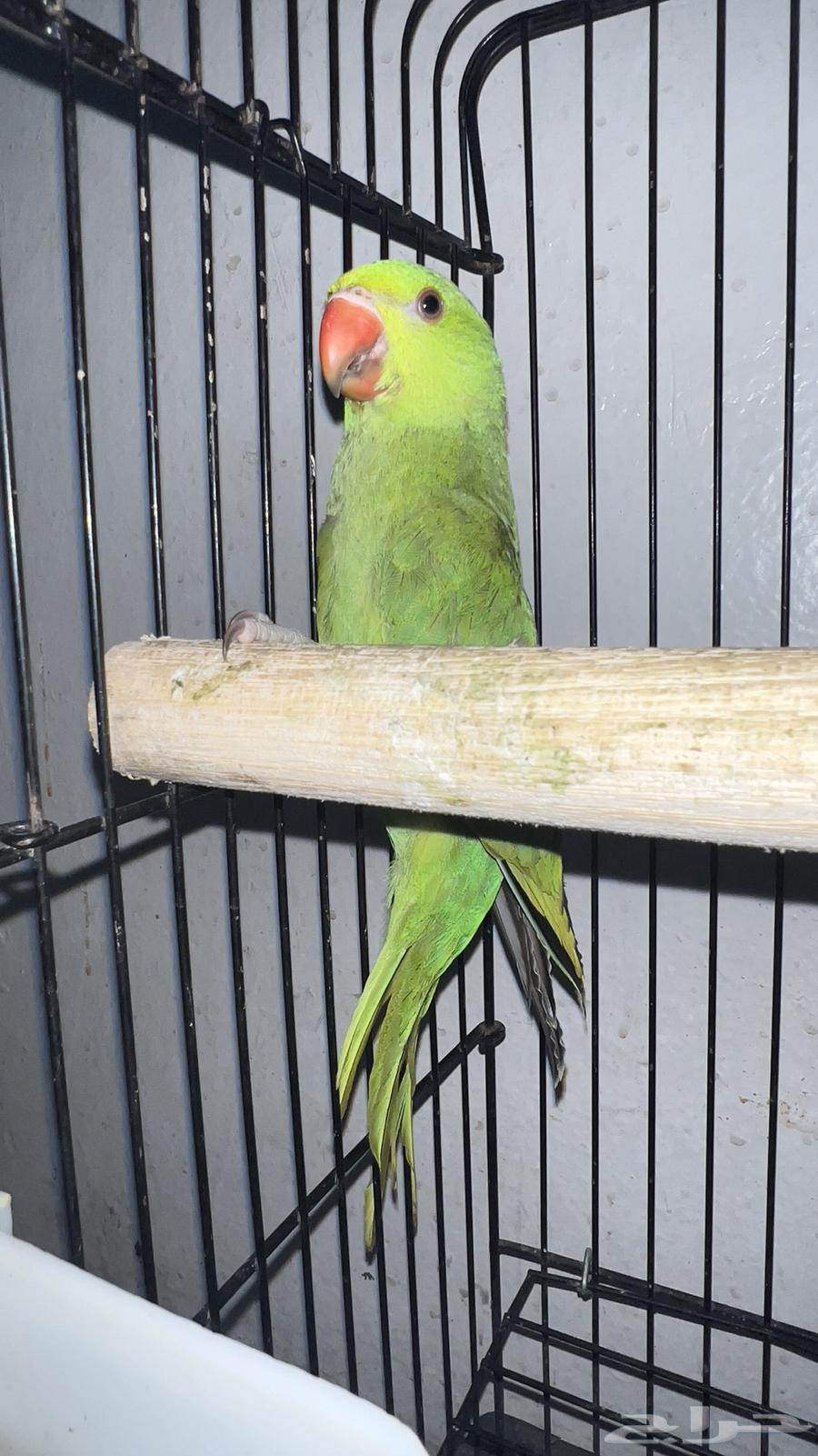 تم البيع ذكر دره64199672228994112