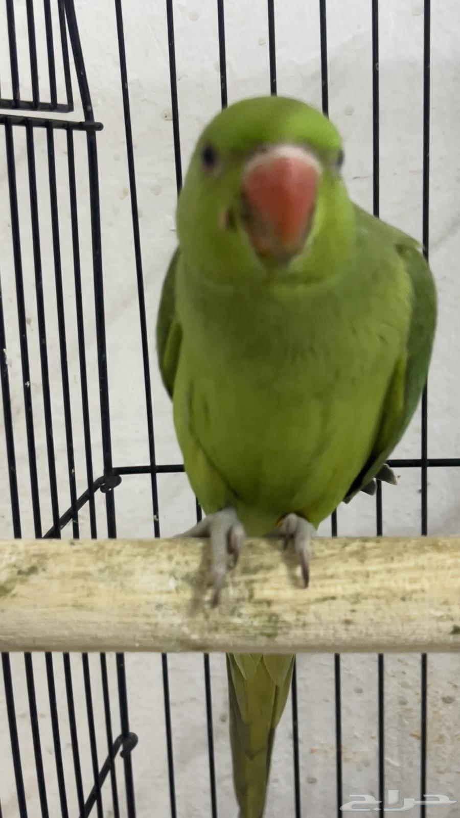 تم البيع ذكر دره64199672228994114