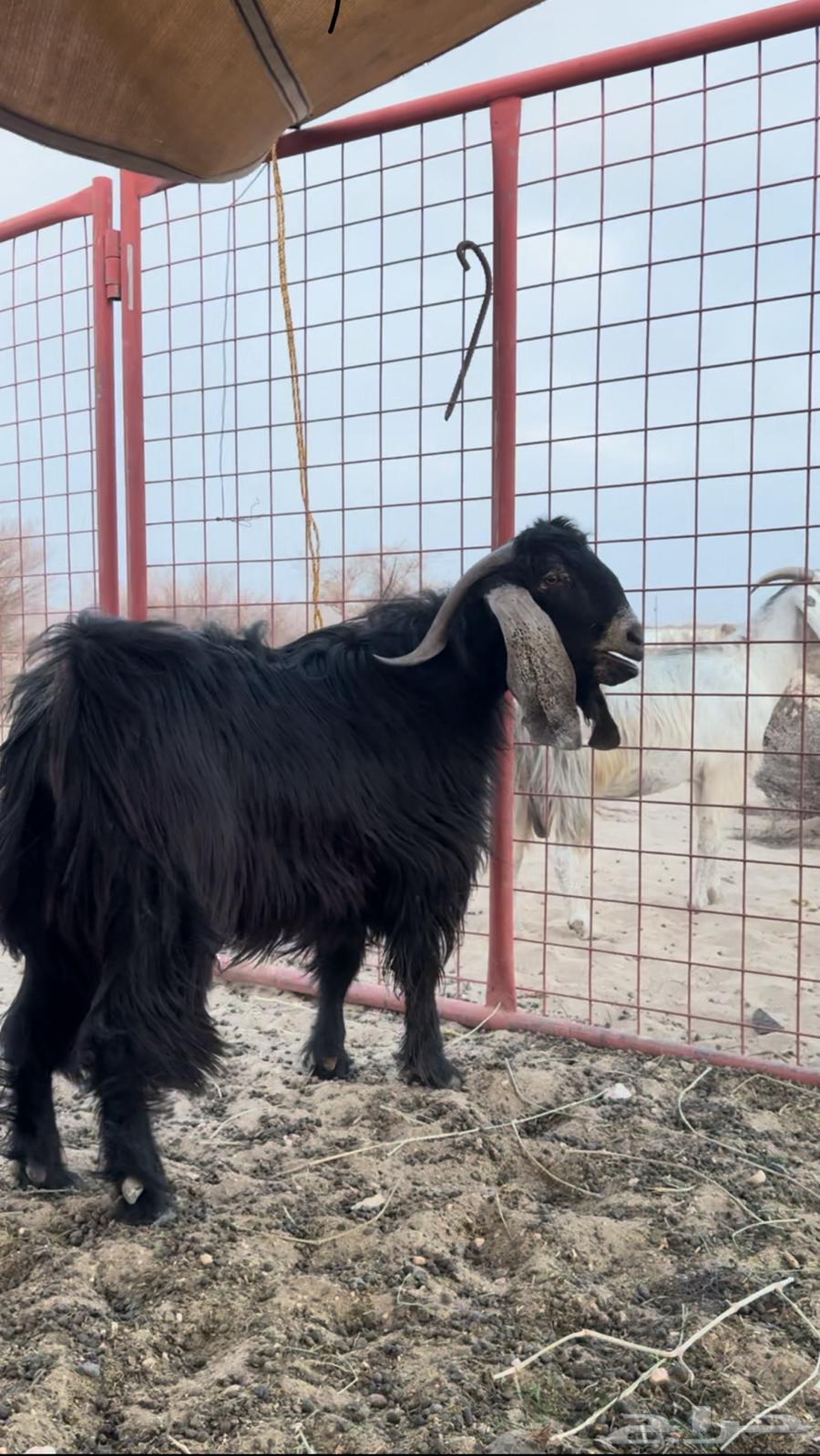 للبيع تيس عارضي64201585021314110