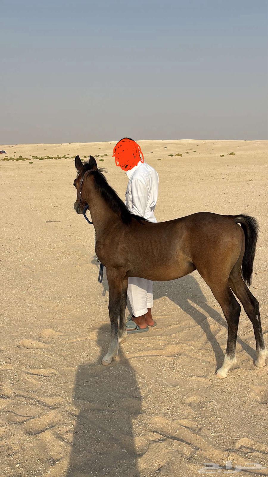 مهر شعبي64202850081027112