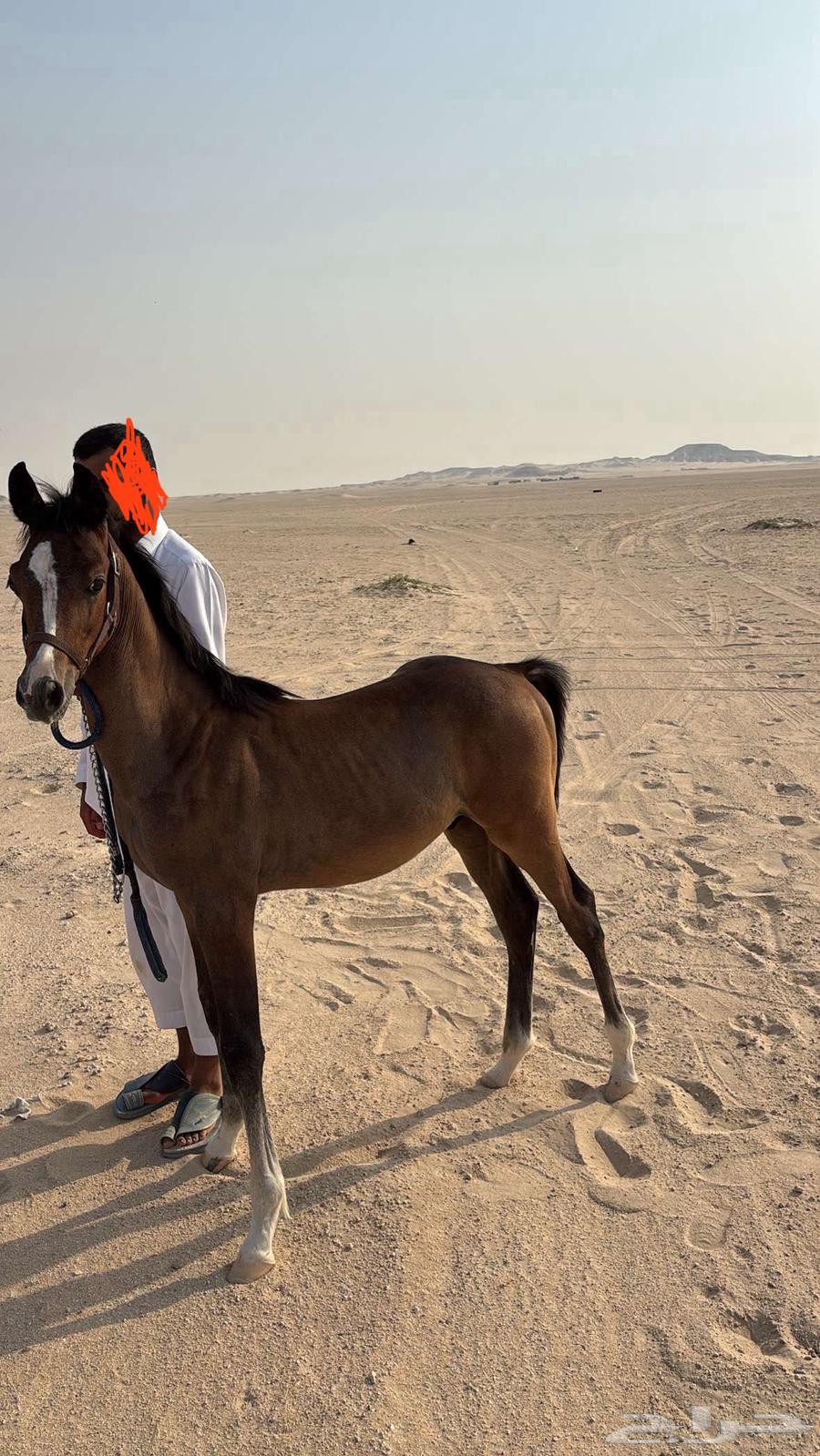 مهر شعبي64202850081027111