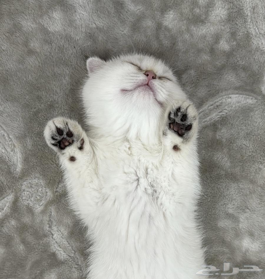 Kitten Scottish Fold64189079764098113