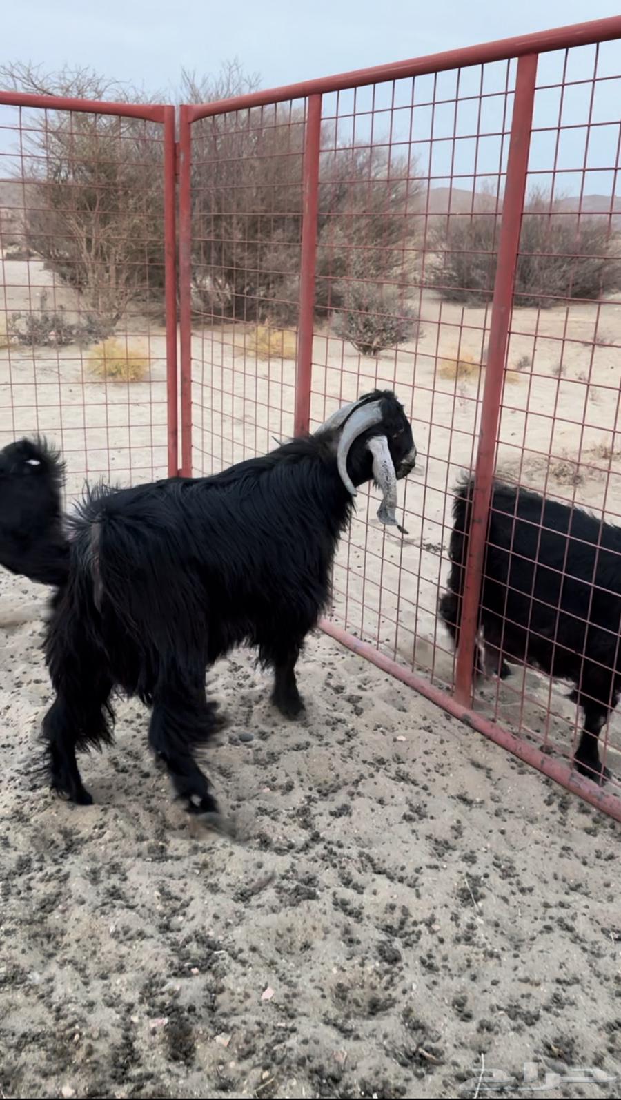 للبيع تيس عارضي64201585021314111