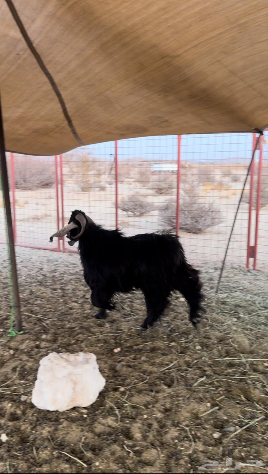 للبيع تيس عارضي64201585021314114