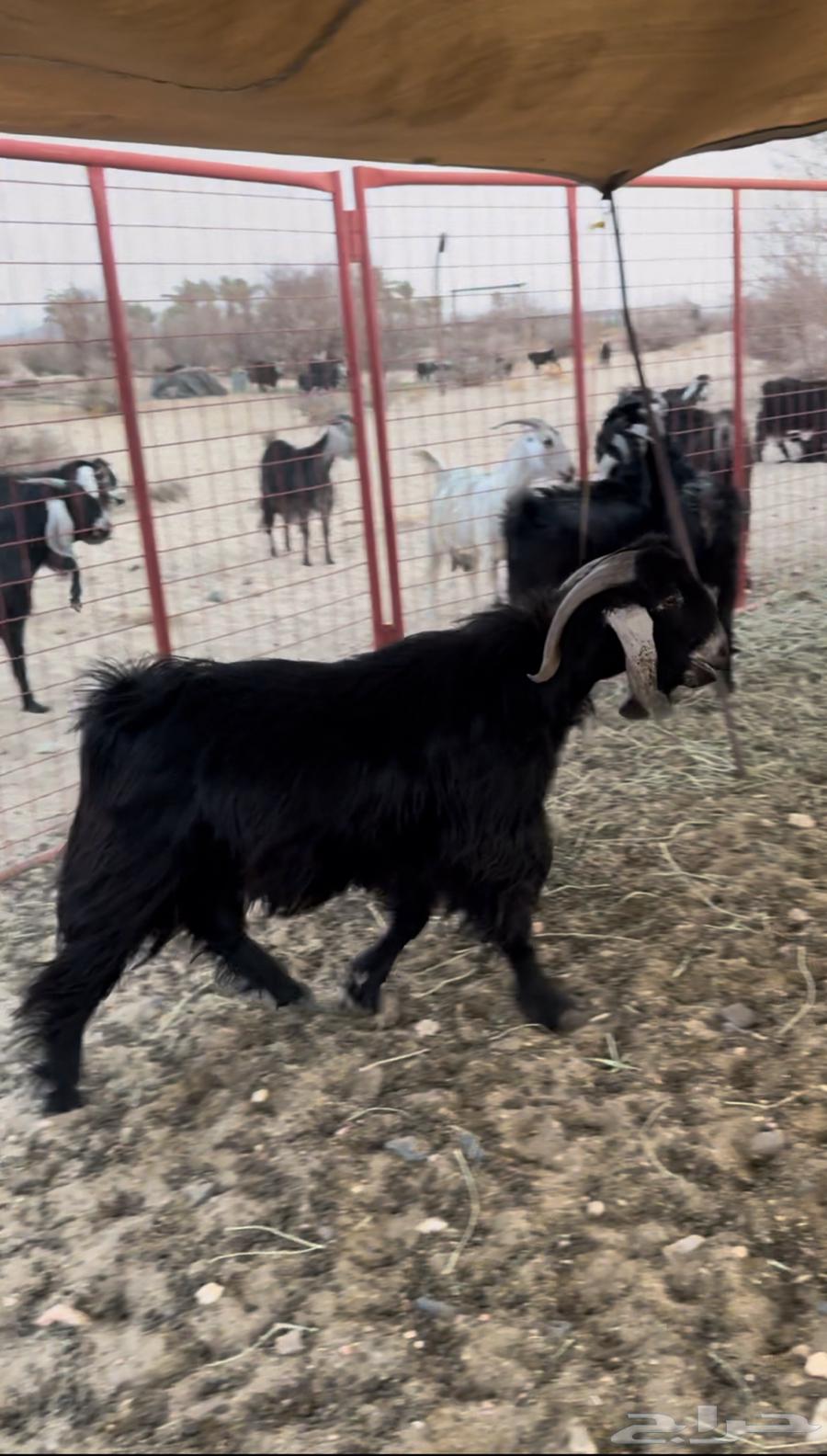 للبيع تيس عارضي64201585021314112