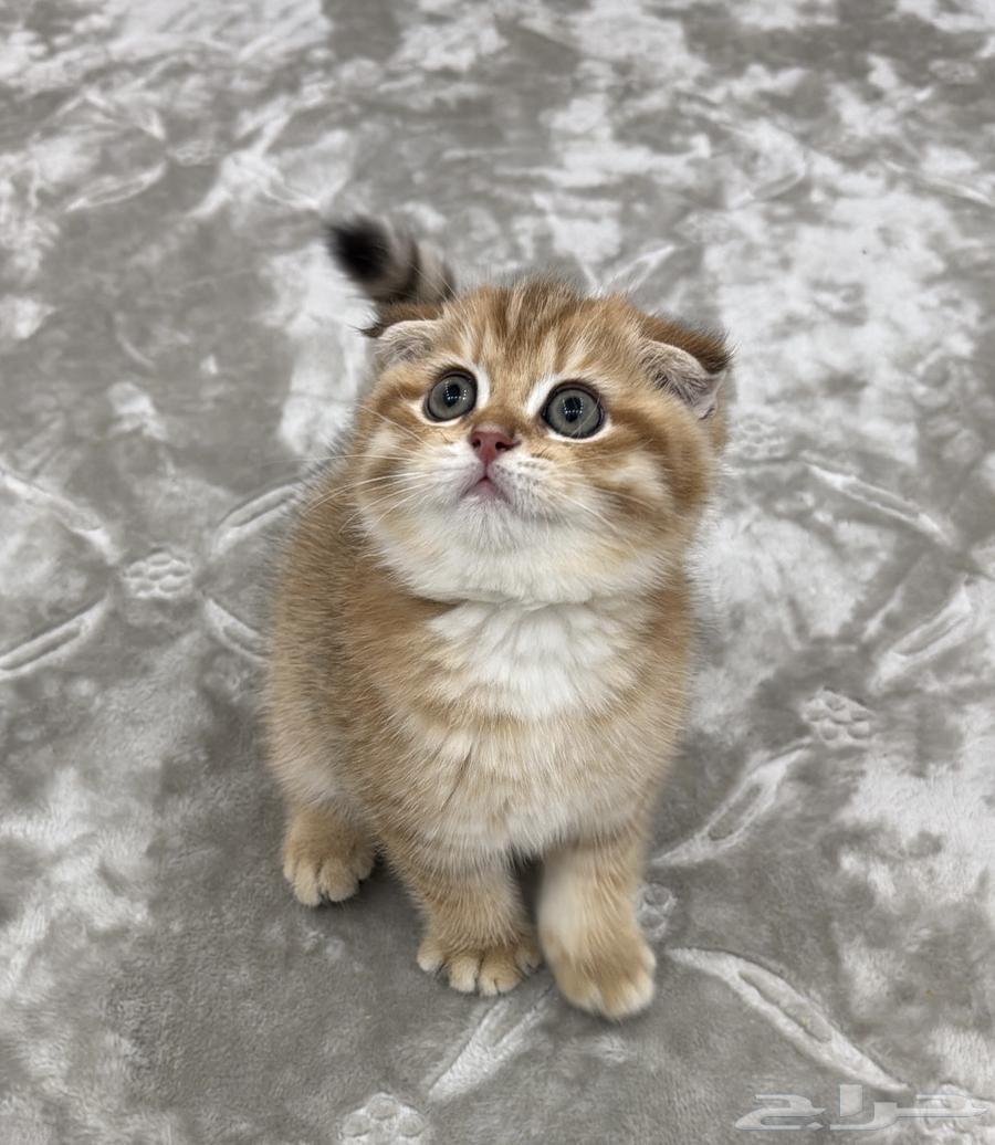 Kitten Scottish Fold64189079764098114