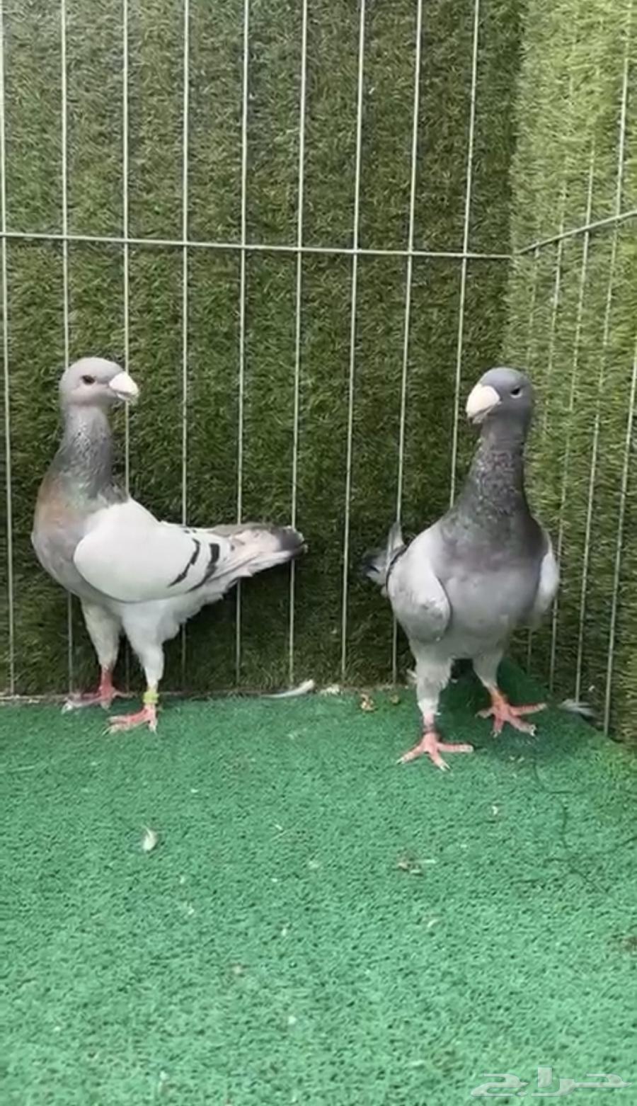 للبيع جوز هومر64203975226242110