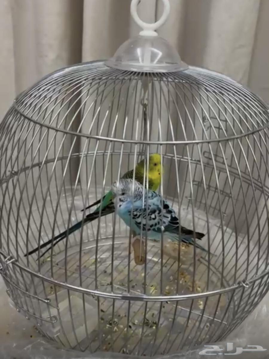 طيورالبادجي64178541539842110