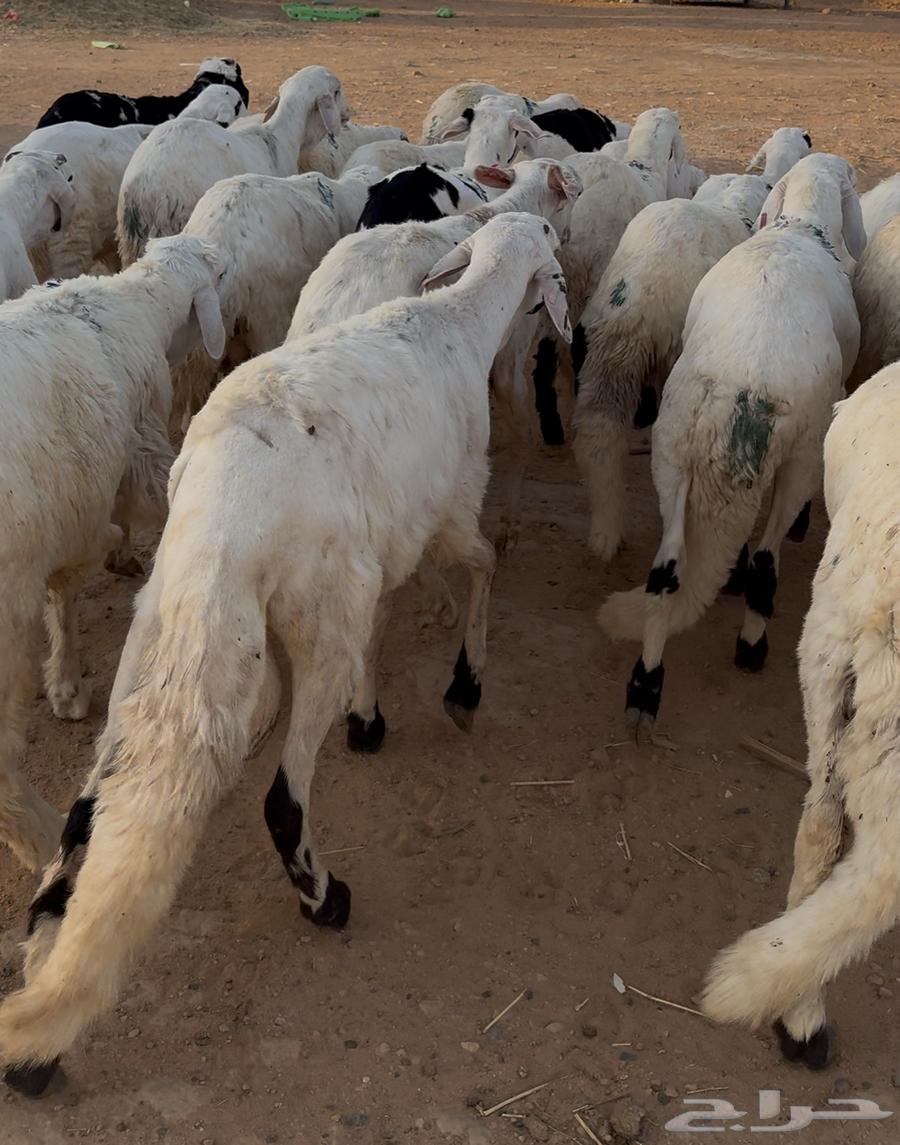 سواكن للبيع64179342343810110