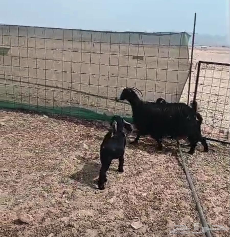 Persistent goat64185497805442110