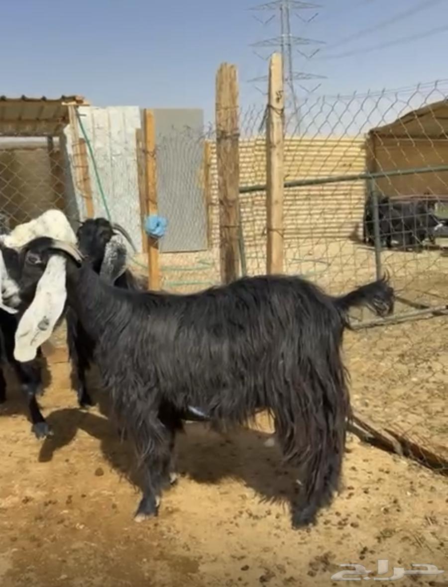 معزا عوارض حليب تممم البيع64194688889730114