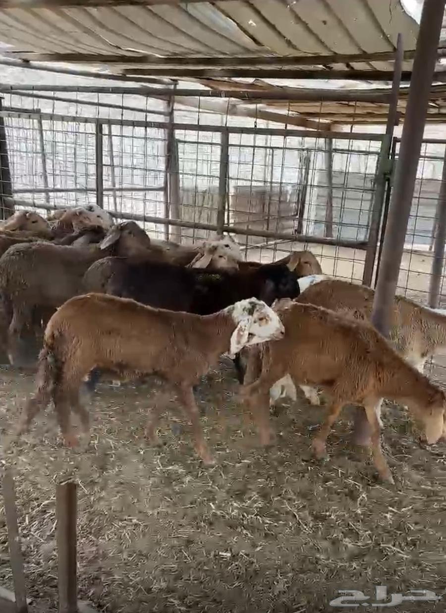 طليان تربية ذبايح سواكني64194689003394113